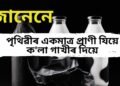 পৃথিৱীৰ একমাত্ৰ প্ৰাণী যিয়ে ক’লা গাখীৰ দিয়ে, ৯৯ শতাংশ লোকেই নাজানে এই বিষয়ে