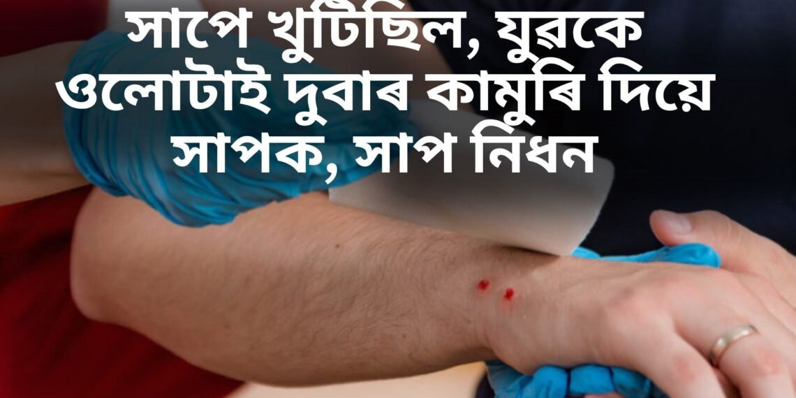 এক অদ্ভুত কাহিনী- সাপে খুটিছিল, যুৱকে ওলোটাই দুবাৰ কামুৰি দিয়ে সাপক, সাপ নিধন