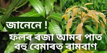 ফলৰ ৰজা আমৰ পাত শৰীৰৰ বাবে বহু উপকাৰী জানেনে, বহু বেমাৰত ৰামবাণ