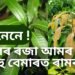 ফলৰ ৰজা আমৰ পাত শৰীৰৰ বাবে বহু উপকাৰী জানেনে, বহু বেমাৰত ৰামবাণ