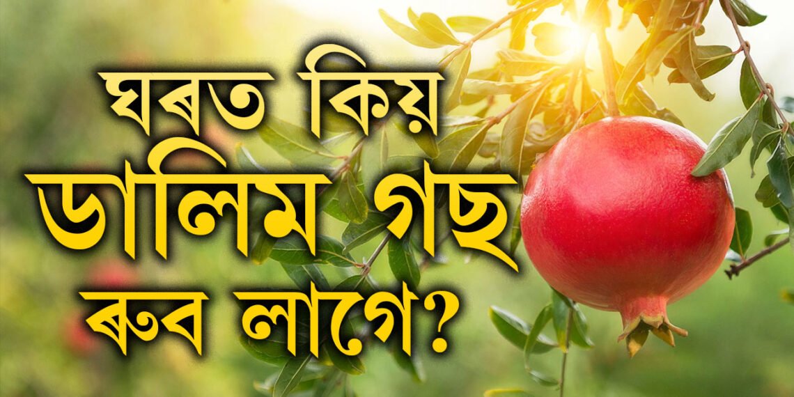 ঘৰত এজোপা ডালিম গছ এইকেইটা কাৰণতেই ৰুই থব, মা লক্ষ্মী সুখী হোৱাৰ লগতে হ’ব এইকেইটা পৰিবৰ্তনো