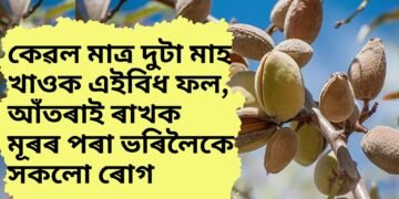 কেৱল মাত্ৰ দুটা মাহ খাওক এইবিধ ফল, আঁতৰাই ৰাখক মূৰৰ পৰা ভৰিলৈকে সকলো ৰোগ