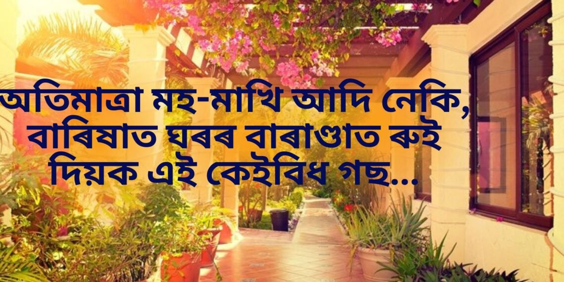 অতিমাত্ৰা মহ-মাখি আদি নেকি, বাৰিষাত ঘৰৰ বাৰাণ্ডাত ৰুই দিয়ক এই কেইবিধ গছ…