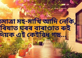 অতিমাত্ৰা মহ-মাখি আদি নেকি, বাৰিষাত ঘৰৰ বাৰাণ্ডাত ৰুই দিয়ক এই কেইবিধ গছ…