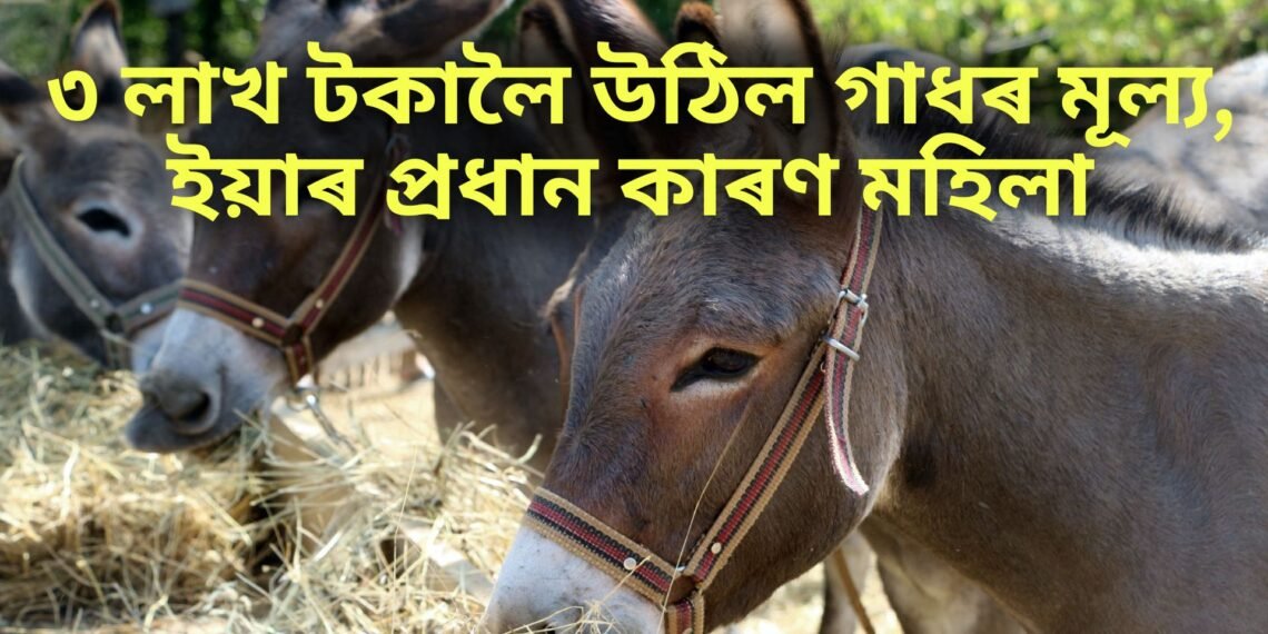 ৩ লাখ টকালৈ উঠিল গাধৰ মূল্য, ইয়াৰ প্ৰধান কাৰণ মহিলা