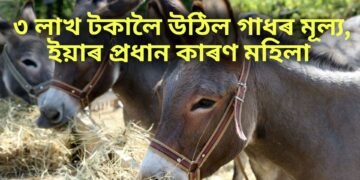 ৩ লাখ টকালৈ উঠিল গাধৰ মূল্য, ইয়াৰ প্ৰধান কাৰণ মহিলা
