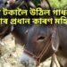 ৩ লাখ টকালৈ উঠিল গাধৰ মূল্য, ইয়াৰ প্ৰধান কাৰণ মহিলা