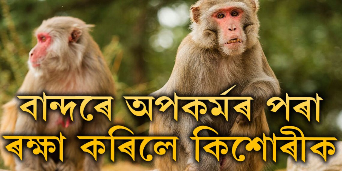 সঁচায়ে হনুমানৰ অৱতাৰ! কণমানিৰ ওপৰত পৰা পাষণ্ডক আ/ক্ৰ/ম/ণ কৰিলে এপাল বান্দৰে, তাৰপিছত…