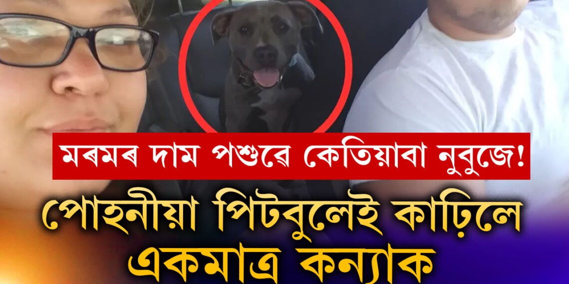 ঘৰত কুকুৰ ৰখাৰ আগতে ১০০বাৰ ভাবক! পোহনীয়া পিটবুলেই কা/ঢ়ি/লে একমাত্ৰ কন্যাক