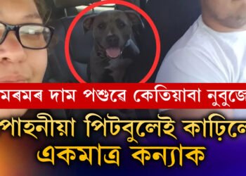 ঘৰত কুকুৰ ৰখাৰ আগতে ১০০বাৰ ভাবক! পোহনীয়া পিটবুলেই কা/ঢ়ি/লে একমাত্ৰ কন্যাক