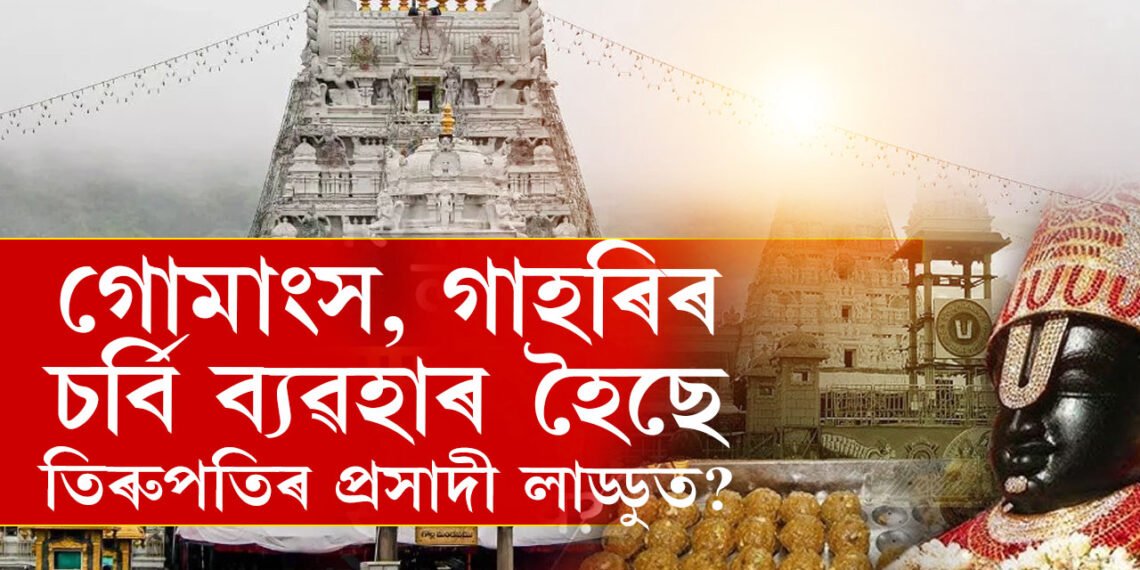 গোমাংস, গাহৰিৰ চৰ্বি ব্যৱহাৰ হৈছে তিৰুপতিৰ প্ৰসাদী লাড্ডুত? এই অভিযোগ কিমান সঁচা?