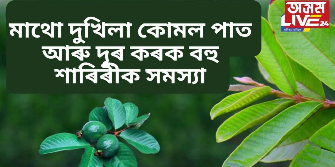 মাথো দুখিলা কোমল পাত, আৰু দূৰ কৰক বহু শাৰীৰিক সমস্যা