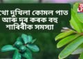 মাথো দুখিলা কোমল পাত, আৰু দূৰ কৰক বহু শাৰীৰিক সমস্যা