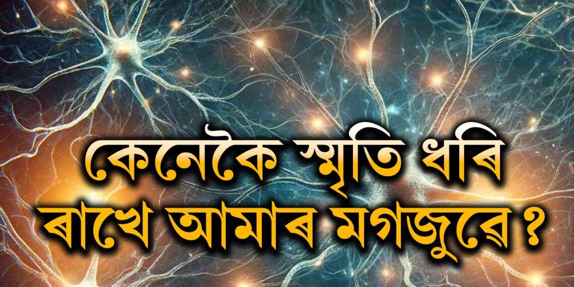 কেনেকৈ স্মৃতি ধৰি ৰাখে মানৱ মস্তিষ্কই? জানিলে অবাক হ’ব আপুনিও