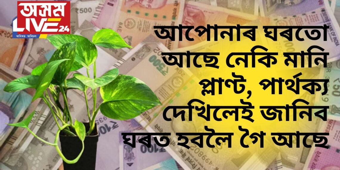 আপোনাৰ ঘৰতো আছে নেকি মানি প্লাণ্ট, পাৰ্থক্য দেখিলেই জানিব ঘৰত হবলৈ গৈ আছে