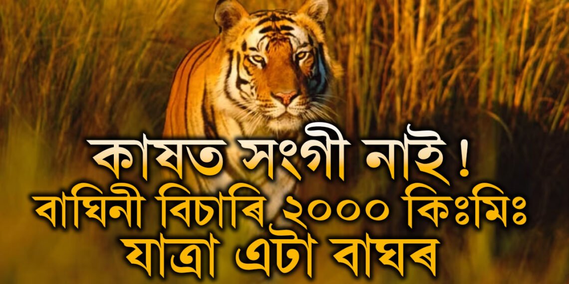 সংগী বিচাৰিয়েই ২০০০ কিঃমিঃ যাত্ৰা! ৪ ৰাজ্যৰ সীমনা অতিক্ৰমী ওড়িশাত উপস্থিত মহাৰাষ্ট্ৰৰ এটা বাঘ