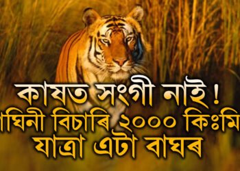 সংগী বিচাৰিয়েই ২০০০ কিঃমিঃ যাত্ৰা! ৪ ৰাজ্যৰ সীমনা অতিক্ৰমী ওড়িশাত উপস্থিত মহাৰাষ্ট্ৰৰ এটা বাঘ