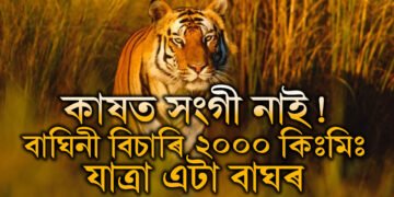 সংগী বিচাৰিয়েই ২০০০ কিঃমিঃ যাত্ৰা! ৪ ৰাজ্যৰ সীমনা অতিক্ৰমী ওড়িশাত উপস্থিত মহাৰাষ্ট্ৰৰ এটা বাঘ