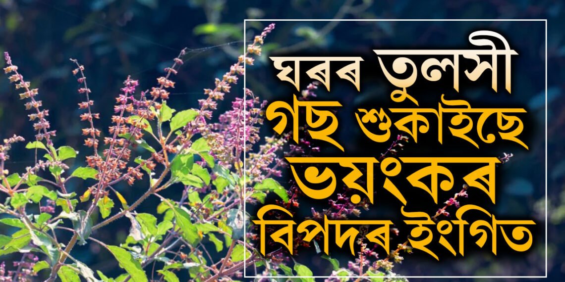 পানী দিলেও শুকাই যায় ঘৰৰ তুলসী গছ? কি অশুভ সংকেত? চৰম বিপদত পৰিব পাৰে আপুনি