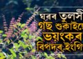 পানী দিলেও শুকাই যায় ঘৰৰ তুলসী গছ? কি অশুভ সংকেত? চৰম বিপদত পৰিব পাৰে আপুনি
