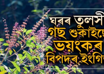 পানী দিলেও শুকাই যায় ঘৰৰ তুলসী গছ? কি অশুভ সংকেত? চৰম বিপদত পৰিব পাৰে আপুনি