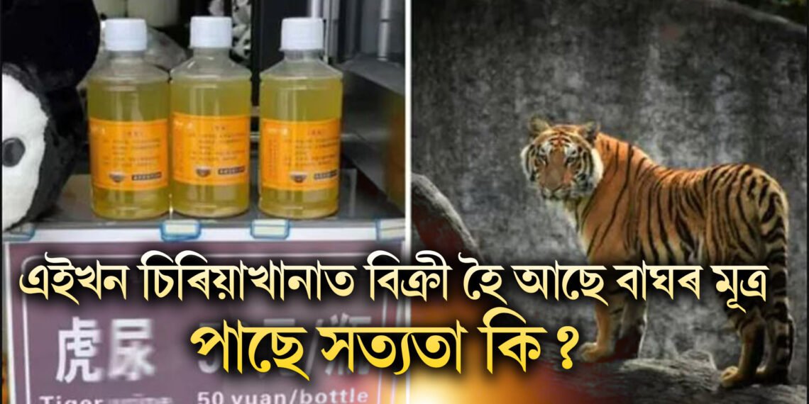 এইখন চিৰিয়াখানাত বিক্ৰী হৈ আছে বাঘৰ মূত্ৰ, প্ৰতি লিটাৰ ৬০০ টকা, পাছে সত্যতা কি?
