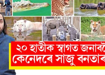 যন্ত্ৰণাময় পৰাধীন জীৱন অতীত! ২০ হাতীক স্বাগত জনাবলৈ কেনেদৰে সাজু বনতাৰা?