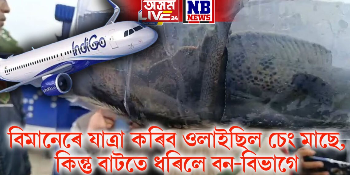 বিমানেৰে যাত্ৰা কৰিব ওলাইছিল চেং মাছে, কিন্তু বাটতে ধৰিলে বন-বিভাগে