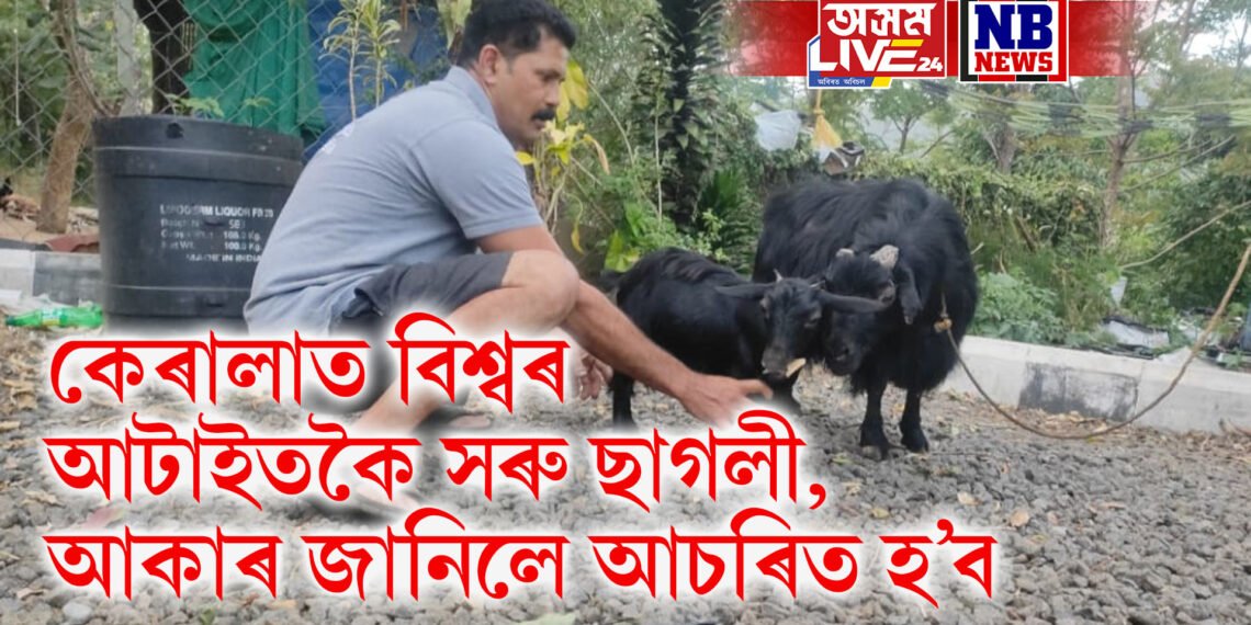 বিশ্বৰ আটাইতকৈ সৰু ছাগলী, নাম লিপিবদ্ধ গিনিজ বুকত, আকাৰ জানিলে আচৰিত হ’ব