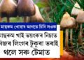 মাছৰুম ভালপালেও খোৱাৰ আগত ভালকৈ চিনি লওক! মাছৰুম খাই ভয়ংকৰ নিচাত নিজৰ লি*ৰ টুকুৰা ভৰাই থলে সৰু টেমাত