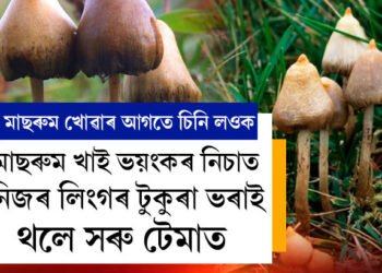 মাছৰুম ভালপালেও খোৱাৰ আগত ভালকৈ চিনি লওক! মাছৰুম খাই ভয়ংকৰ নিচাত নিজৰ লি*ৰ টুকুৰা ভৰাই থলে সৰু টেমাত