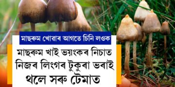 মাছৰুম ভালপালেও খোৱাৰ আগত ভালকৈ চিনি লওক! মাছৰুম খাই ভয়ংকৰ নিচাত নিজৰ লি*ৰ টুকুৰা ভৰাই থলে সৰু টেমাত