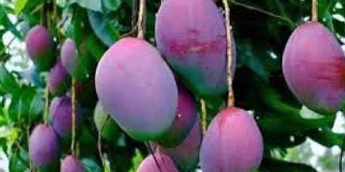 এক কিঃগ্ৰাঃ আমৰ দাম ৩ লাখ টকা! ক’ত পোৱা যায় এই ফল?