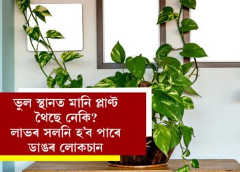 ঘৰৰ মানি প্লাণ্ট সঠিক স্থানত ৰাখিছেনে? ভুল স্থানত মানি প্লাণ্ট থলেই হ’ব পাৰে লাভৰ সলনি ডাঙৰ লোকচান