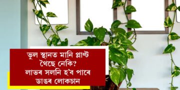 ঘৰৰ মানি প্লাণ্ট সঠিক স্থানত ৰাখিছেনে? ভুল স্থানত মানি প্লাণ্ট থলেই হ’ব পাৰে লাভৰ সলনি ডাঙৰ লোকচান