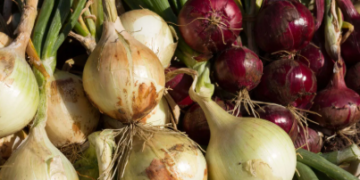 ১ টুকুৰাতেই বাঢ়িব শুক্ৰাণু! বাঢ়িব শক্তি, উৰ্বৰতাৰে ভৰপুৰ হৈ থাকিব আপুনি৷ কেঁচা পিঁয়াজ কেনেকৈ খাব?