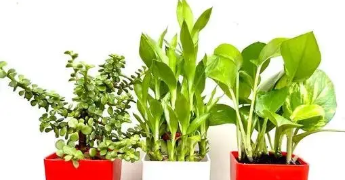 ফেং ছুই মানি ঘৰত ৰাখক এই গছ, ধন অহাৰ পৰা কোনোৱে বাধা দিব নোৱাৰে