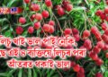 লিচু খাই ভাল পাই নেকি, পাছে এই ৪ ব্যক্তিয়ে লিচুৰ পৰা আঁতৰত থকাই ভাল