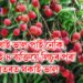 লিচু খাই ভাল পাই নেকি, পাছে এই ৪ ব্যক্তিয়ে লিচুৰ পৰা আঁতৰত থকাই ভাল
