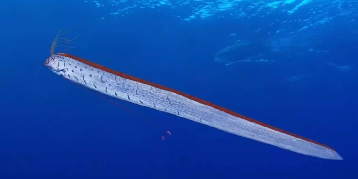 তামিলনাডুৰ সমুদ্ৰ উপকূলত ভাঁহি উঠিছে দৈত্যাকাৰ এক মাছ, এই প্ৰাণী সমুদ্ৰৰ পৰা উঠি অহা মানেই প্ৰাকৃতিক বিপৰ্যয়ৰ ইংগিত নেকি?