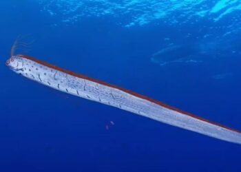 তামিলনাডুৰ সমুদ্ৰ উপকূলত ভাঁহি উঠিছে দৈত্যাকাৰ এক মাছ, এই প্ৰাণী সমুদ্ৰৰ পৰা উঠি অহা মানেই প্ৰাকৃতিক বিপৰ্যয়ৰ ইংগিত নেকি?