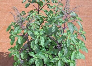 সংসাৰত বিপদ অহাৰ পূৰ্বে এই ৬সংকেত পঠিয়াই তুলসী গছে! জানক এই ৬সংকেত কি কি?