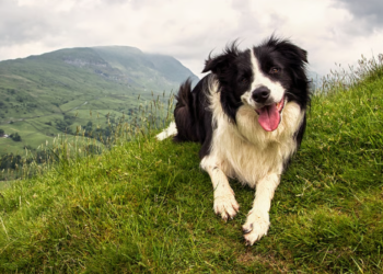 হিমাচলৰ ভয়ংকৰ ভূমিস্খলনত ভগৱানৰ দূত হৈ আহিছে এটা কুকুৰ! পোষ্য কুকুৰটোৰ তৎপৰতাতেই প্ৰাণৰক্ষা ৬৭জন লোকৰ