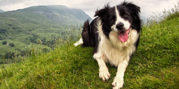 হিমাচলৰ ভয়ংকৰ ভূমিস্খলনত ভগৱানৰ দূত হৈ আহিছে এটা কুকুৰ! পোষ্য কুকুৰটোৰ তৎপৰতাতেই প্ৰাণৰক্ষা ৬৭জন লোকৰ