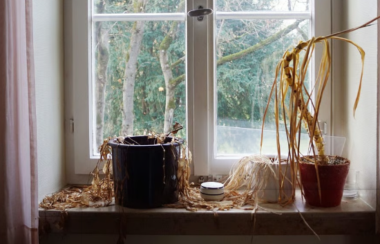 সংসাৰত অশুভ শক্তিৰ আগমন? এইসমূহ ঘটনা ঘটিছে যদি সাৱধান হওক, কি কৈছে বাস্তুশাস্ত্ৰই?