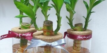 লাকী বেম্বু আপোনাৰ ঘৰতো আছে নেকি? সঠিক স্থানত নাৰাখিলে বাঢ়িব বিপদ, ঘৰৰ কোন দিশত ৰাখিলে দূৰ হয় অৰ্থকষ্ট?