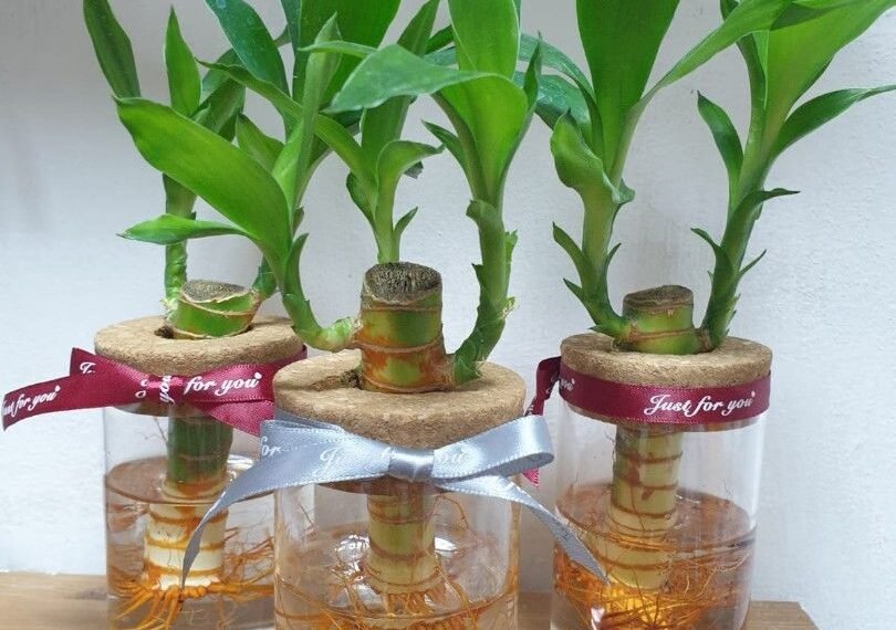 লাকী বেম্বু আপোনাৰ ঘৰতো আছে নেকি? সঠিক স্থানত নাৰাখিলে বাঢ়িব বিপদ, ঘৰৰ কোন দিশত ৰাখিলে দূৰ হয় অৰ্থকষ্ট?