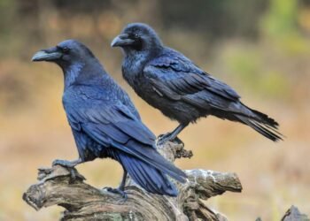 ঘৰ ভাৰতত, ৰাজত্ব কৰিছে কেনিয়াত, উৎপাত সহিব নোৱাৰি কেনিয়া চৰকাৰে ভাৰতীয়মূলৰ কাউৰীক লৈ আৰম্ভ কৰিছে এই বিশেষ অভিযান