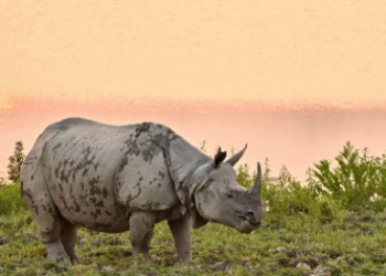 অসমৰ পৰা নিৰ্মূল কৰা হ’ব গঁড়ৰ চোৰাং চিকাৰ! কি এই operation falcon?