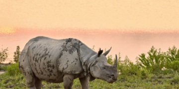 অসমৰ পৰা নিৰ্মূল কৰা হ’ব গঁড়ৰ চোৰাং চিকাৰ! কি এই operation falcon?